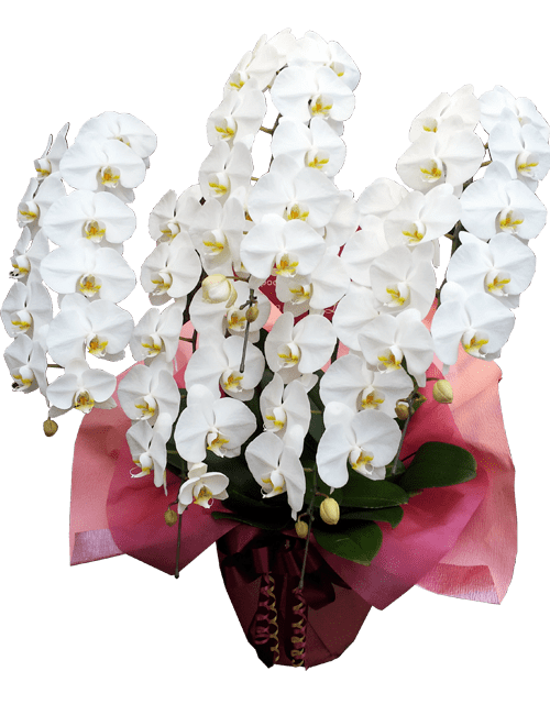 白大輪 5本立ち